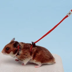 NA Accessoires pour rongeurs ferplast ny ham haris laisse hamsters réglable New