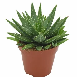 NA Aloe 'Kerio' H.15cm : pot D.12 cm Hot