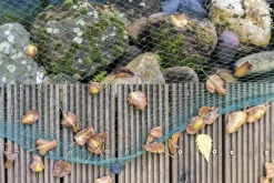 Aquagart Bassins Et Fontaines | - Filet de bassin 7 m x 8 m filet à feuilles, filet, filet de protection contre les oiseaux, robuste