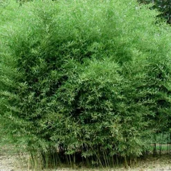 Arborix Bambous | - Bambou géant - phyllostachys bissetii - 60- 80 cm pot