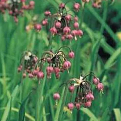 Arborix - 25 x ail d'ornement cernum - bulbes à fleurs de printemps Hot