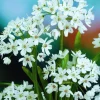 Arborix - 50 x ail d'ornement cowanii - bulbes à fleurs de printemps Outlet