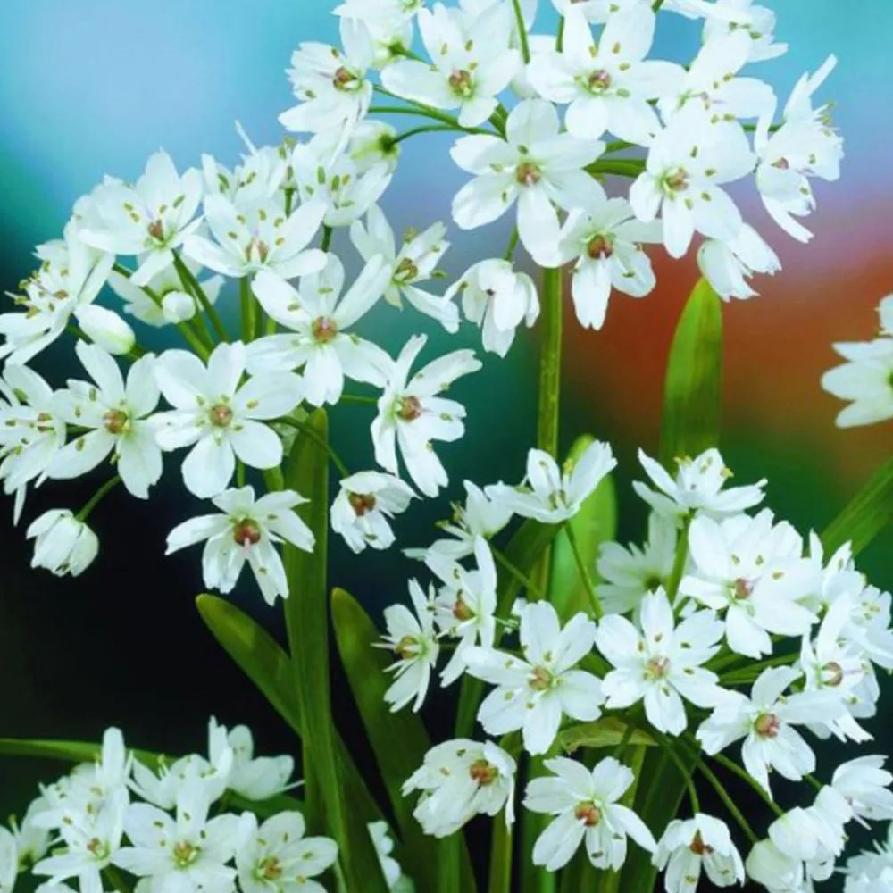 Arborix - 50 x ail d'ornement cowanii - bulbes à fleurs de printemps Outlet