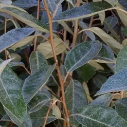 Arborix - 2 x chalef de ebbing - elaeagnus ebbingei - 40-60 cm pot Sale
