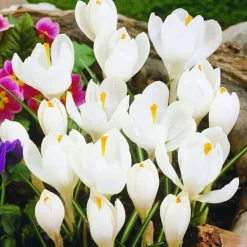 Arborix - 50 x crocus jeanne d'arc - bulbes à fleurs de printemps Online