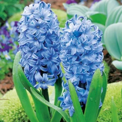Arborix - 25 x jacinthe bleu - bulbes à fleurs de printemps New