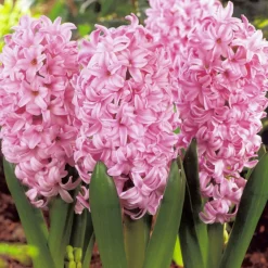 Arborix Bulbes De Fleurs | - 25 x jacinthe rose - bulbes à fleurs de printemps