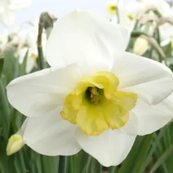 Arborix - 25 x narcis papillon blanc - bulbes à fleurs de printemps Best