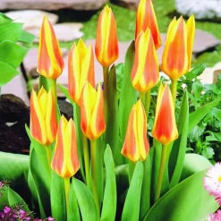 Arborix Bulbes De Fleurs | - 50 x tulipe guiseppe verdi - bulbes à fleurs de printemps