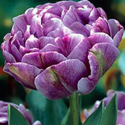 Arborix - 50 x tulipe lilac perfection - bulbes à fleurs de printemps Best
