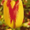Arborix Bulbes De Fleurs | - 50 x tulipe princess margaret rose - bulbes à fleurs de printemps