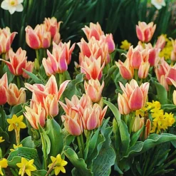 Arborix - 50 x tulipe québec - bulbes à fleurs de printemps Sale
