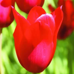 Arborix - 50 x tulipe red shine - bulbes à fleurs de printemps Clearance