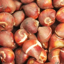 Arborix - 50 x tulipe red shine - bulbes à fleurs de printemps Clearance