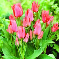 Arborix - 50 x tulipe toronto - bulbes à fleurs de printemps Sale