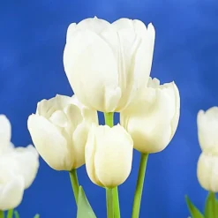 Arborix - 50 x tulipe weisse berliner - bulbes à fleurs de printemps New