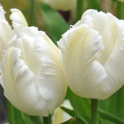 Arborix - 50 x tulipe white parrot - bulbes à fleurs de printemps Best