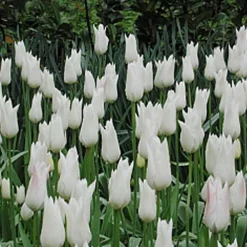 Arborix - 50 x tulipe white triumphator - bulbes à fleurs de printemps Hot