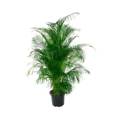 NA Aréca : H.220/250cm pot Online
