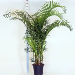 NA Aréca : H.220/250cm pot Online