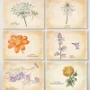 Association Kokopelli Peinture Et Beaux-Arts | - 14 cartes postales plantes médicinales