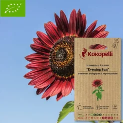 Association Kokopelli - Graines bio à semer - tournesol à fleurs evening sun Sale