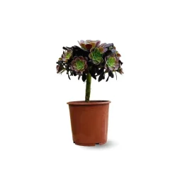 Attitude Jardin Cactus Et Plantes Grasses | - Aeonium super bang - ↕ 35-40 cm - ⌀ 21 cm - cactus et plantes grasses