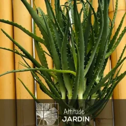 Attitude Jardin Cactus Et Plantes Grasses | - Aloe arborescens - succulentes - ↕ 50-60 cm - ⌀ 17 cm - plante d'intérieur