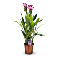 Attitude Jardin - Curcuma alismatifolia - curcuma d'ornement - ↕ 70-80 cm - ⌀ 16 cm - plante d'intérieur New