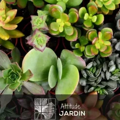 Attitude Jardin - Mélange de succulentes - plante d'intérieur - ↕ 5-10 cm - ⌀ 5,5 cm - lot de 20 plantes Best