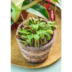 NA Attrape-mouches : Ø12cm, pot Sale