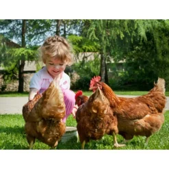 Bb Loisir Poulaillers, Clapiers Et Accessoires | - Poulailler en bois 2/5 poules 190x62x114 cm modele 144 confort