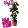 Beija-flores Fleurs De Saison | - Bougainvillier rose h-40/60 cm
