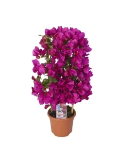Beija-flores Fleurs De Saison | - Bougainvillier rose h-40/60 cm