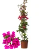 Beija-flores - Bougainvillier rose h-60/80 cm Online
