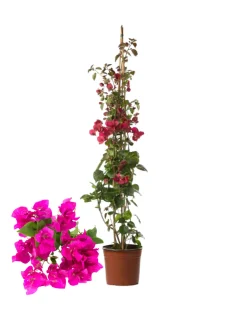 Beija-flores - Bougainvillier rose h-60/80 cm Online