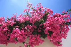 Beija-flores - Bougainvillier rose h-60/80 cm Online