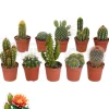 Beija-flores Cactus Et Plantes Grasses | - Cactus mélange de 10 pots h-7/15cm