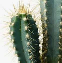 Beija-flores Cactus Et Plantes Grasses | - Cactus mélange de 10 pots h-7/15cm