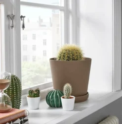 Beija-flores Cactus Et Plantes Grasses | - Cactus mélange de 10 pots h-7/15cm