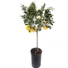 Beija-flores Fruitiers Et Agrumes | - Citronnier 4 saison large h-70/110 cm