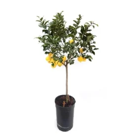 Beija-flores Fruitiers Et Agrumes | - Citronnier 4 saison large h-70/110 cm