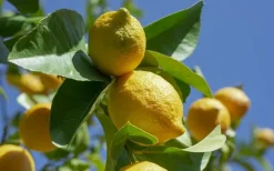 Beija-flores Fruitiers Et Agrumes | - Citronnier 4 saison large h-70/110 cm