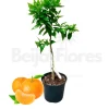 Beija-flores Fruitiers Et Agrumes | - Clémentinier en pot de 3l 70-110cm