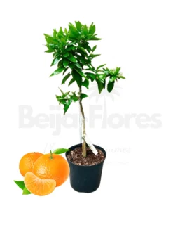 Beija-flores Fruitiers Et Agrumes | - Clémentinier en pot de 3l 70-110cm