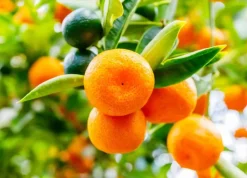 Beija-flores Fruitiers Et Agrumes | - Clémentinier en pot de 3l 70-110cm