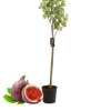 Beija-flores - Figuier carica pot 3l 70-110 cm