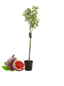 Beija-flores - Figuier carica pot 3l 70-110 cm