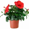 Beija-flores - Hibiscus en pot / hauteur livrée-40/80 cm Discount