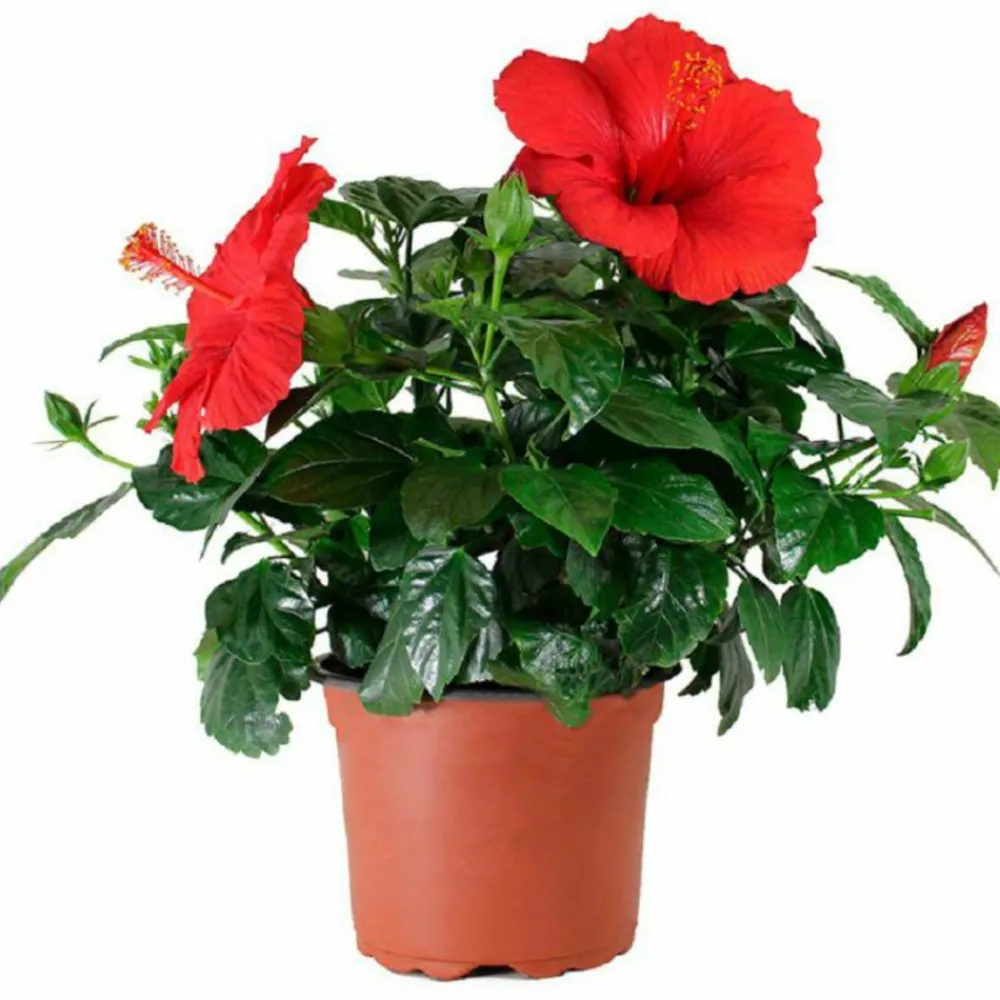 Beija-flores - Hibiscus en pot / hauteur livrée-40/80 cm Discount